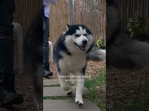 זה הגיל שבו ההאסקים שלי הביאו את הגורים שלהם 😱