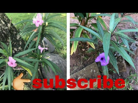 Maxican Petunia ||How to care Maxican petunia  ||Nabanita's Gardening