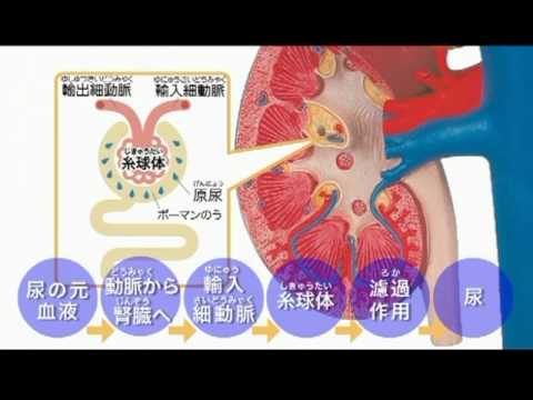 資料篇～人体のふしぎ～(11)泌尿器