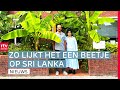 Een tuin vol bananenplanten & dierenwinkel stopt om gasprijzen | Drenthe Nu