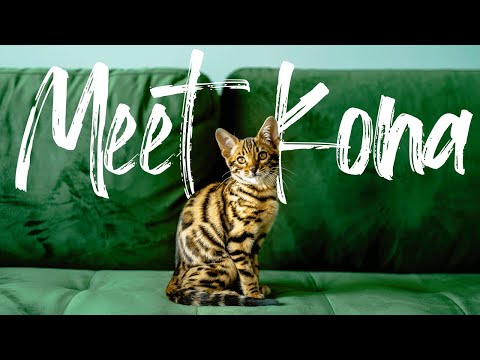 Bengal Kitten First Day Home || SHE WONT STOP MEOWING!! Helpful Tips at the end!!!!