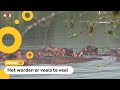 Nijlpaarden van drugsbaas Escobar zorgen voor problemen