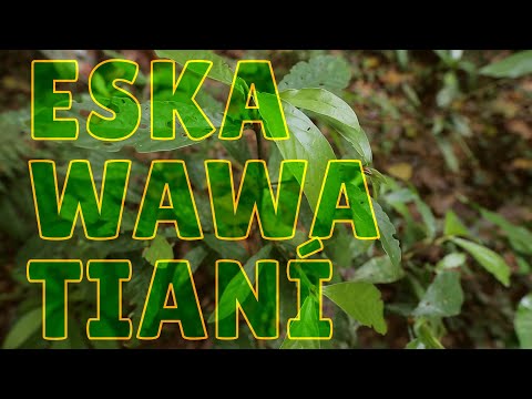 Eskawawatianí _ Pajé Miguel Huni Kuin _ Ni Ishanai ~ Floresta Futuro