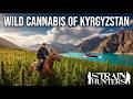 STRAIN HUNTERS Kyrgyzstan Expedition Hunting Wild Cannabis In Tian Shan Mountains Full Documentary
