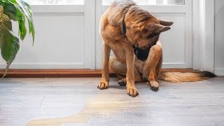 How Do I Stop My Dog From Peeing in the House? Here