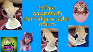 นำโชคลูกแมวกำพร้ากับการกินอาหารเปียกครั้งแรก #cat #แมวน่ารัก #คนรักแมว #ep70