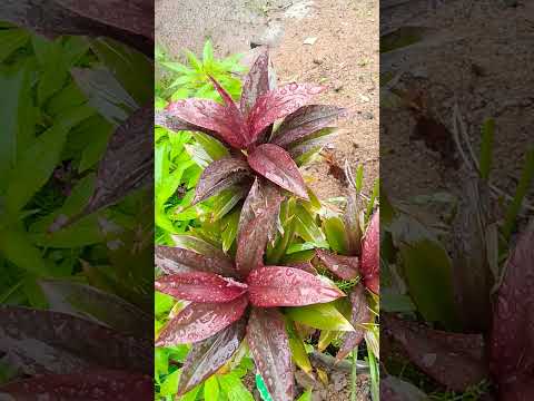 30 June 2025#public #varelshorts #varelsong #viral #barish#barish ka Mausam