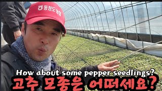 고추 모종은 겨울 온실에서 잘 자라나요? How about some pepper seedlings?