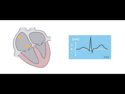 Einführung in die Medizintechnik | Herz und EKG