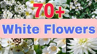 Download lagu 70 Amazing White Flowers With Names || Garden Colony mp3 Download lagu 70 Amazing White Flowers With Names || Garden Colony mp3