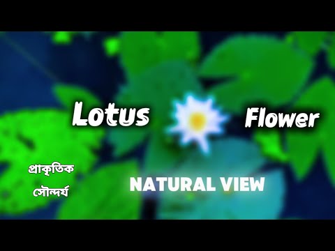 🌸 Lotus Flower in Water | Beautiful Natural Scene | 4K Short Video | Bangla Najmul Teach 
