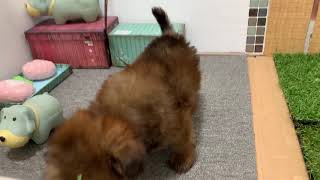 ハーフ犬の動画01