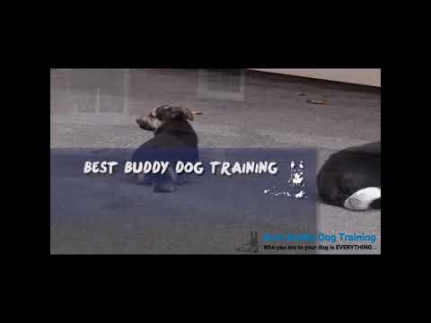 Real Off-leash Obedience