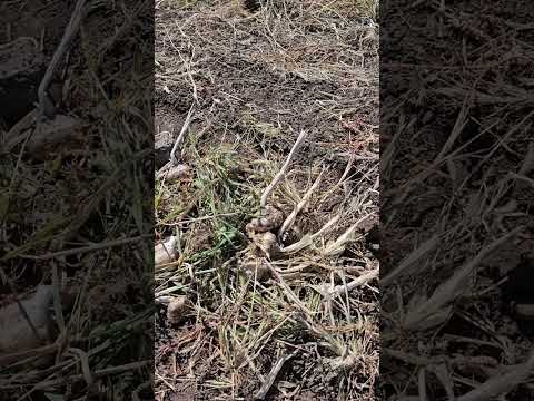 2023 garlic harvest with JD 4630 and Logan potato windrower