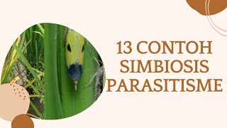 Simbiosis Parasitisme: Pengertian dan Contoh-Contohnya