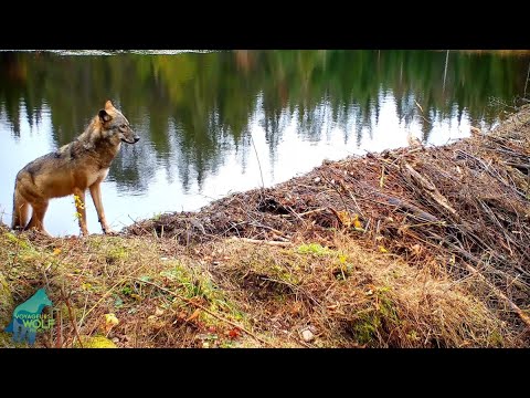 Two months on a beaver dam in Voyageurs National Park, Minnesota