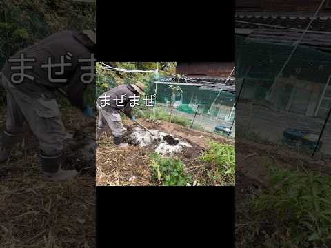 庭で生石灰をいつ使用するのですか?すべての用途の説明: 菜園、芝生、果樹  庭園