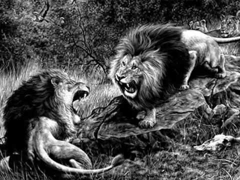 KREYSON - ZÁKON DŽUNGLE