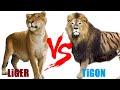 Liger VS Tigon - Liger VS Tigon Who Will Win