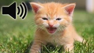 Download lagu SUARA ANAK KUCING MEMANGGIL INDUKNYA mp3