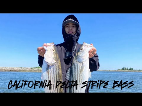 California delta striper fishing 2024