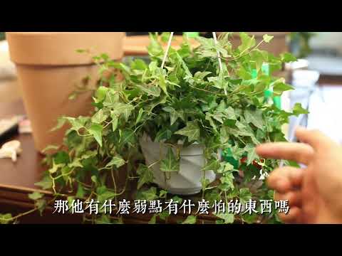 常春藤怎么养？园艺师教你，常春藤是实操养护技巧