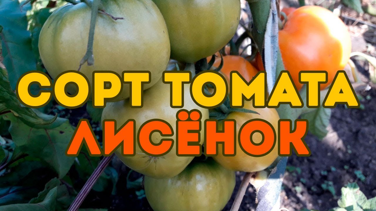 Сорт томата Лисёнок! Полный обзор сорта