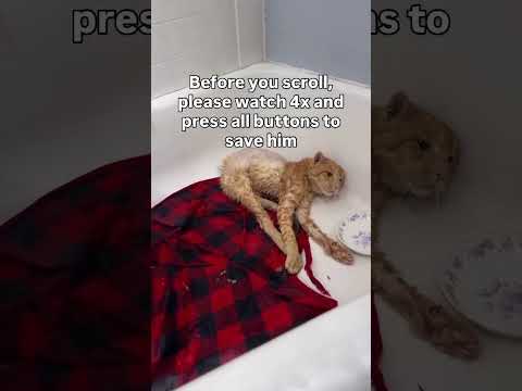 Please consider donating links in bio #florida #ohio