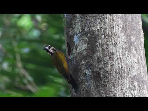Olive-backed Woodpecker