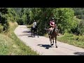 Stallion Akhal Teke For sale 2021 Black