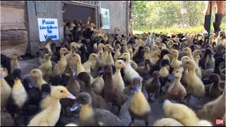 1,000+ Ducklings&#39; Morning Rush Out Of The Barn Live Stream