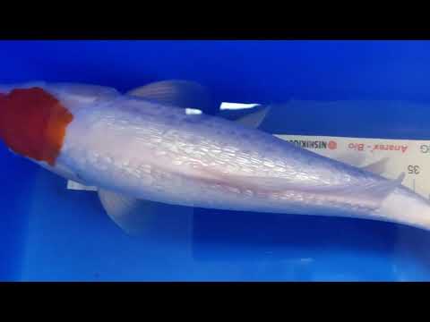 Ginrin Tancho Kohaku