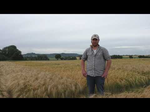 Saatzeitenversuch Wintergerste