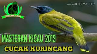 Download lagu MASTERAN SUARA KICAU CUCAK KURINCA / SIPACAH mp3