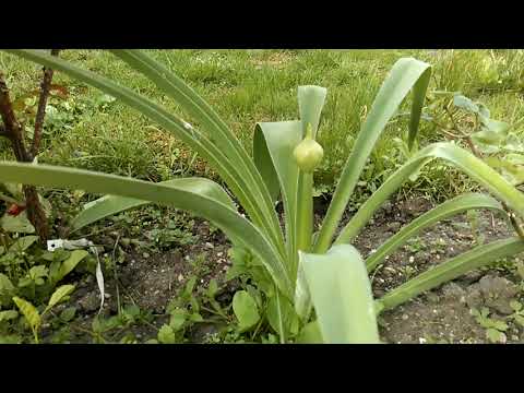 IM GARTEN | Dokumentation - Tag 49 | 10. 05. 2019