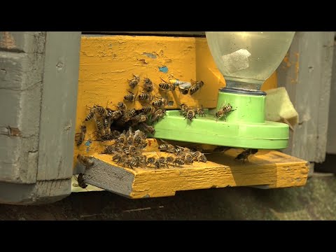, title : 'Tömegesen pusztulnak a méhek'