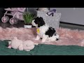 Miniature Poodle dogs for sale: Carson - Video 1