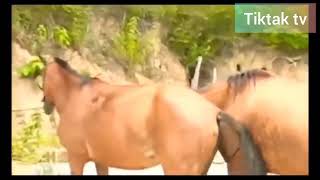 horse mating animal mating wildlife hornysex animalsex animalxxx horny Mp4 3GP & Mp3