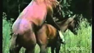 NATURAL HORSE MATING APAREAMENTO MONTA  DE CABALLO