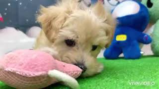 ハーフ犬の動画01