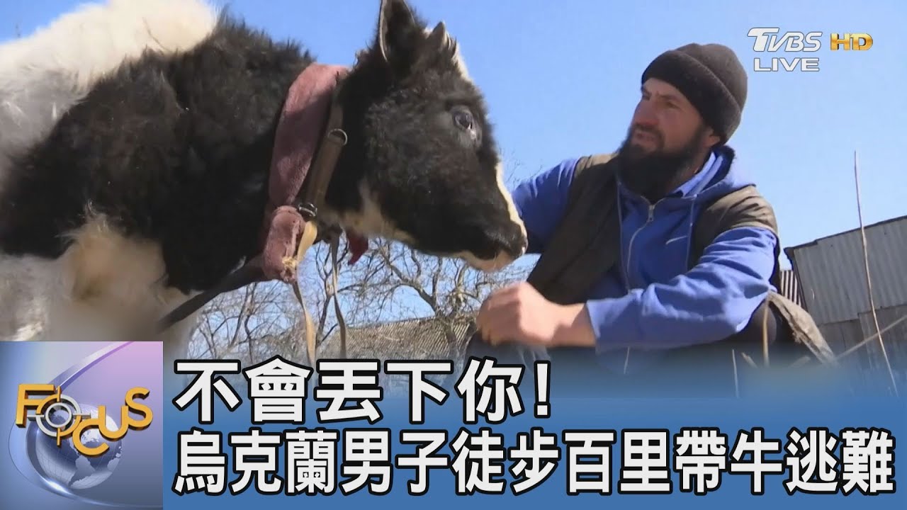 不會丟下你!烏克蘭男子徒步百里帶牛逃難