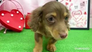 ミニチュアダックスの動画01