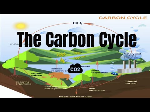 The Carbon Cycle Process