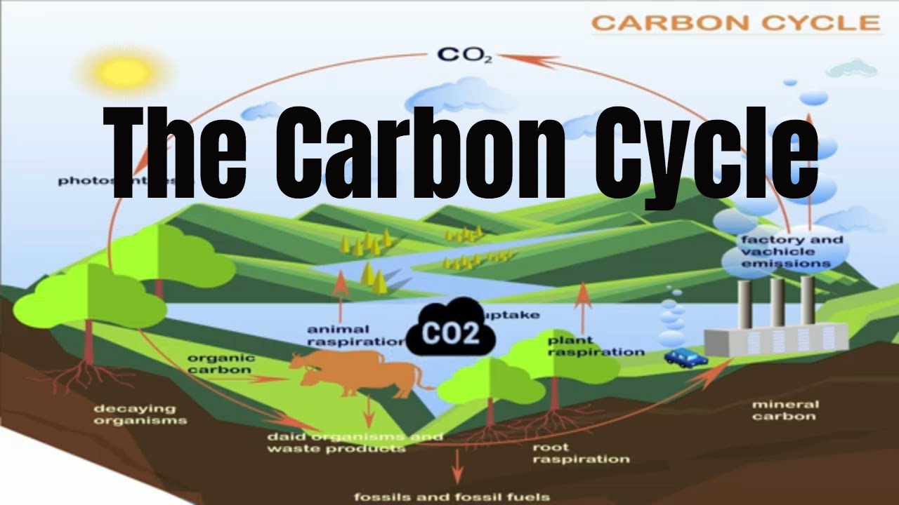 What is a phrase for carbon cycle?