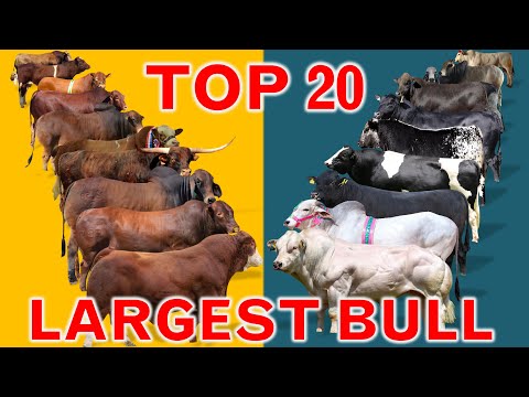 , title : 'Top 20 Largest Cattle Breeds in The World  | Country's  Large Bulls Breed | World's Best Bull'
