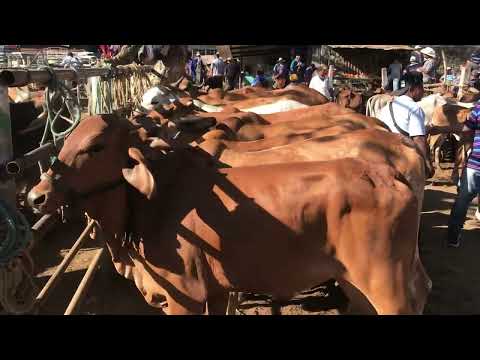 6 de Marzo 2026 novillas en Nueva Guadalupe San Miguel 