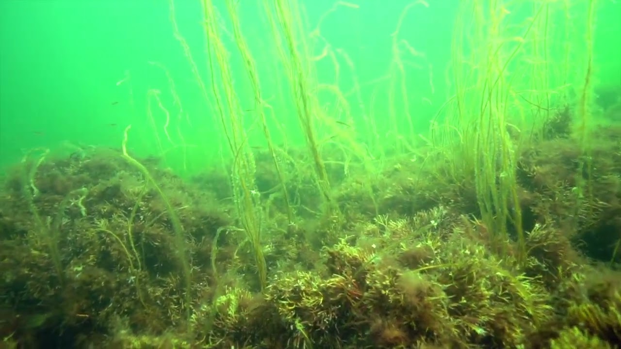 Marin forundersøgelse ved Mads Jensens Grund