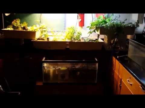 How to Aquaponics: Easliy build a LARGE system for $30 Dollars (walk-through)