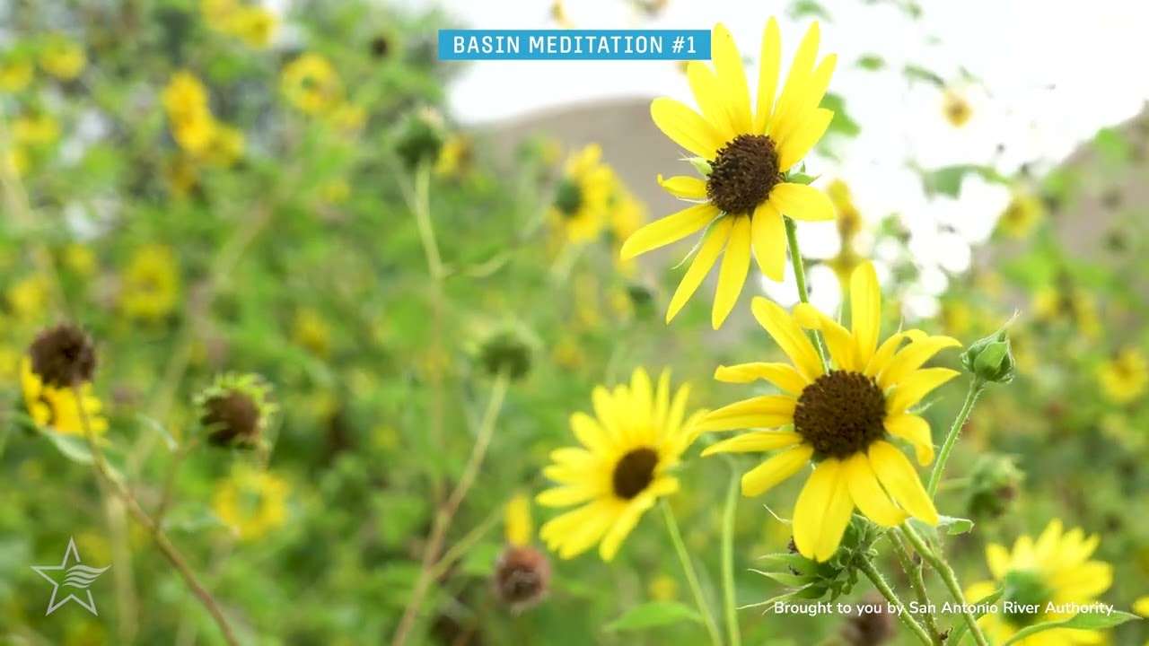 Nature Sounds + Sunflower Sighting - Basin Meditation at Confluence Park