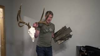 Epic Mule Deer Euro skull mount